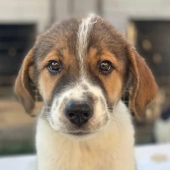Trine, female young Mixed Breed for adoption at Hundegarten Serres, Euskirchen