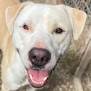 Tyson, male 3yo Mixed Breed for adoption at Hundegarten Serres, Euskirchen