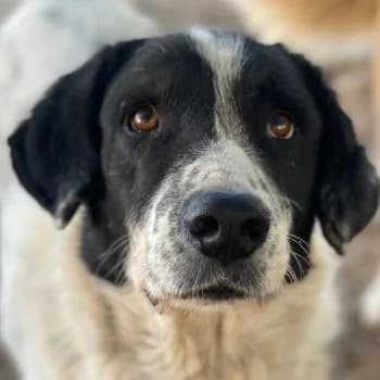 Valentino, male 5yo Mixed Breed for adoption at Hundegarten Serres, Euskirchen