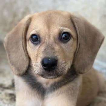 Vanilla, female puppy Mixed Breed for adoption at Hundegarten Serres, Euskirchen