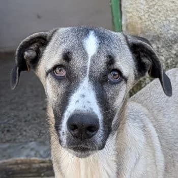 Mia, female young Mixed Breed for adoption at Hundegarten Serres, Euskirchen
