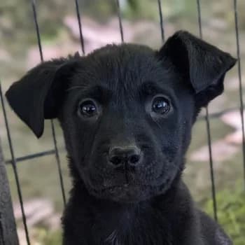 Vea, female puppy Mixed Breed for adoption at Hundegarten Serres, Euskirchen