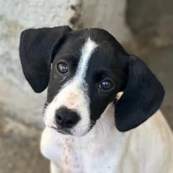 Vega, female puppy Mixed Breed for adoption at Hundegarten Serres, Euskirchen