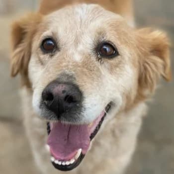 Vivien, female senior Mixed Breed for adoption at Hundegarten Serres, Euskirchen