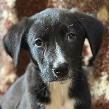 Fleur, female young Mixed Breed for adoption at Hundegarten Serres, Euskirchen