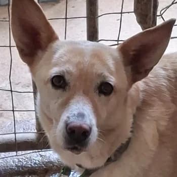 Voula, female 5yo Mixed Breed for adoption at Hundegarten Serres, Euskirchen