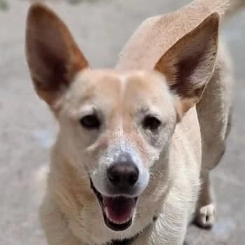 Voula, female 5yo Mixed Breed for adoption at Hundegarten Serres, Euskirchen
