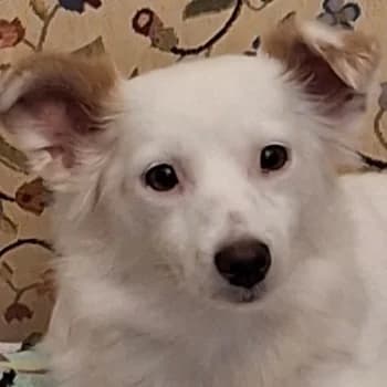 Waikiki, female young Mixed Breed for adoption at Hundegarten Serres, Euskirchen