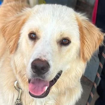Wavy, male young Mixed Breed for adoption at Hundegarten Serres, Euskirchen