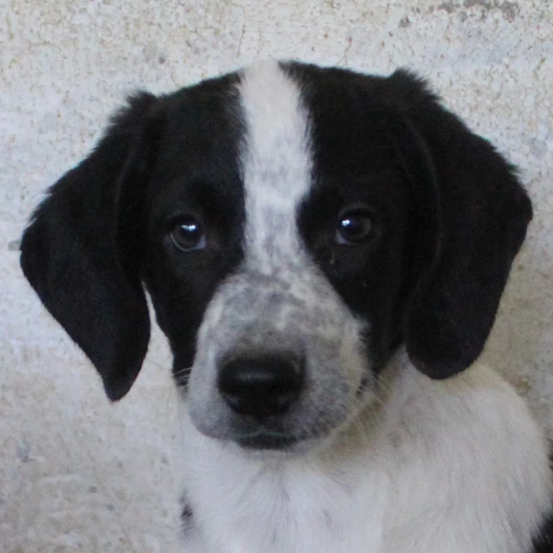 Waya, female puppy Mixed Breed for adoption at Hundegarten Serres, Euskirchen