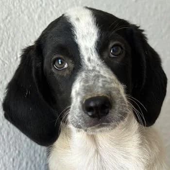 Waya, female puppy Mixed Breed for adoption at Hundegarten Serres, Euskirchen