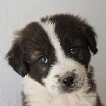 Whisky, male puppy Mixed Breed for adoption at Hundegarten Serres, Euskirchen