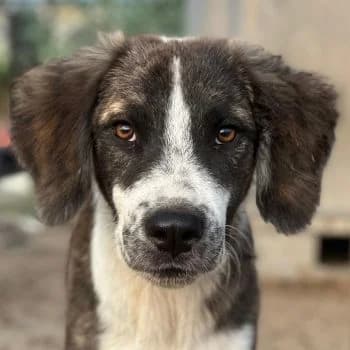 Whisky, male puppy Mixed Breed for adoption at Hundegarten Serres, Euskirchen
