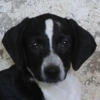 Willow, female puppy Mixed Breed for adoption at Hundegarten Serres, Euskirchen