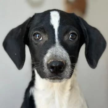 Willow, female puppy Mixed Breed for adoption at Hundegarten Serres, Euskirchen