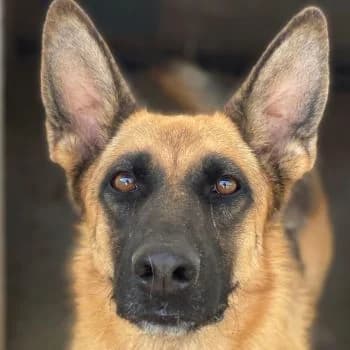 Wilma, female 5yo Mixed Breed for adoption at Hundegarten Serres, Euskirchen