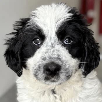 Winifred, female puppy Mixed Breed for adoption at Hundegarten Serres, Euskirchen