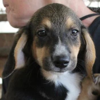 Winn, male puppy Mixed Breed for adoption at Hundegarten Serres, Euskirchen