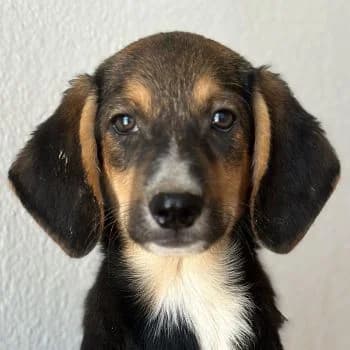 Winn, male puppy Mixed Breed for adoption at Hundegarten Serres, Euskirchen