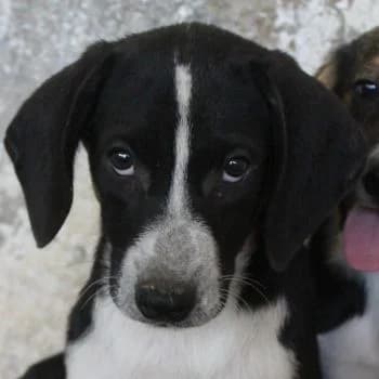 Winona, female puppy Mixed Breed for adoption at Hundegarten Serres, Euskirchen
