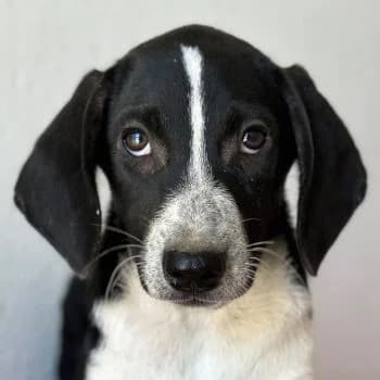 Winona, female puppy Mixed Breed for adoption at Hundegarten Serres, Euskirchen