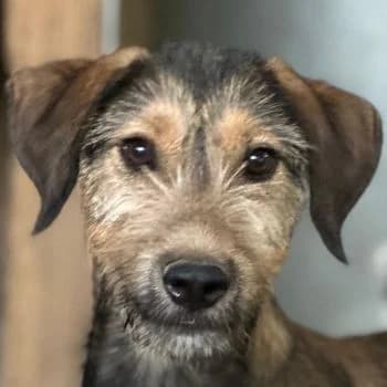 Woody, male puppy Mixed Breed for adoption at Hundegarten Serres, Euskirchen
