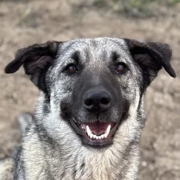 Yara, female young Mixed Breed for adoption at Hundegarten Serres, Euskirchen