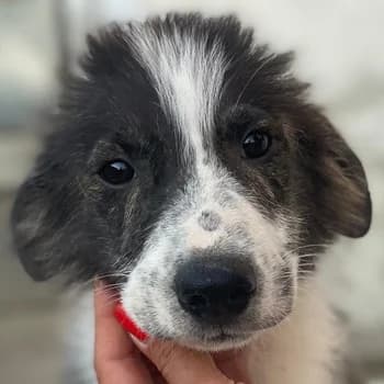 Yari, male young Mixed Breed for adoption at Hundegarten Serres, Euskirchen