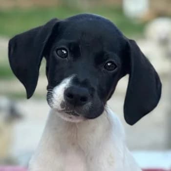 Yoshi, male puppy Mixed Breed for adoption at Hundegarten Serres, Euskirchen