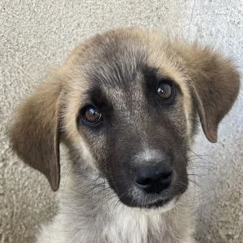 Yunos, male puppy Mixed Breed for adoption at Hundegarten Serres, Euskirchen