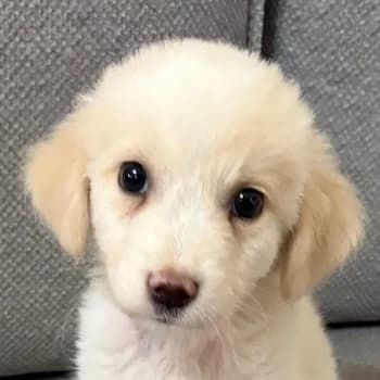Zaria, female puppy Mixed Breed for adoption at Hundegarten Serres, Euskirchen