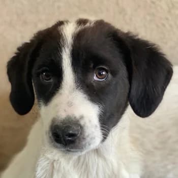Zenzi, female young Mixed Breed for adoption at Hundegarten Serres, Euskirchen