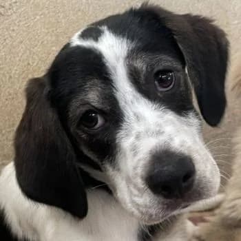 Zeus, male puppy Mixed Breed for adoption at Hundegarten Serres, Euskirchen