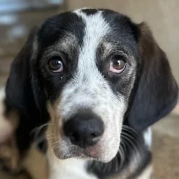 Zeus, male puppy Mixed Breed for adoption at Hundegarten Serres, Euskirchen
