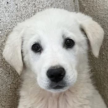 Zion, male puppy Mixed Breed for adoption at Hundegarten Serres, Euskirchen