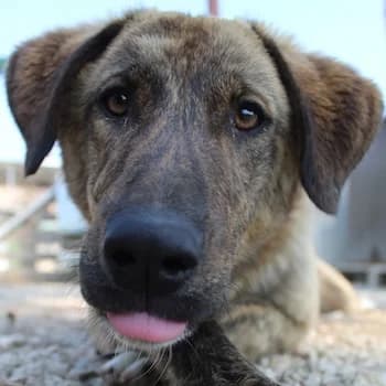 Zivah, female puppy Mixed Breed for adoption at Hundegarten Serres, Euskirchen