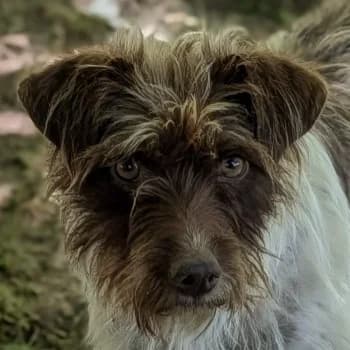 Zoi, female young Mixed Breed for adoption at Hundegarten Serres, Euskirchen