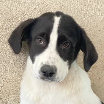 Zola, female young Mixed Breed for adoption at Hundegarten Serres, Euskirchen