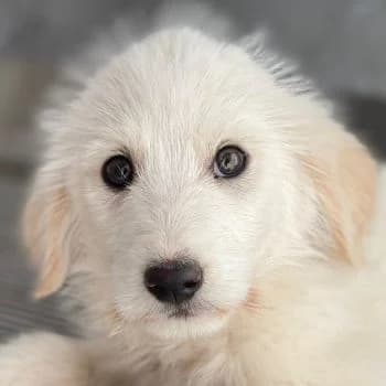 Zucker, male puppy Mixed Breed for adoption at Hundegarten Serres, Euskirchen