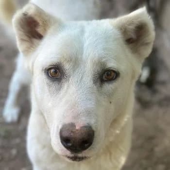 Zumi, female young Mixed Breed for adoption at Hundegarten Serres, Euskirchen