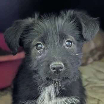 Zyna, female puppy Mixed Breed for adoption at Hundegarten Serres, Euskirchen