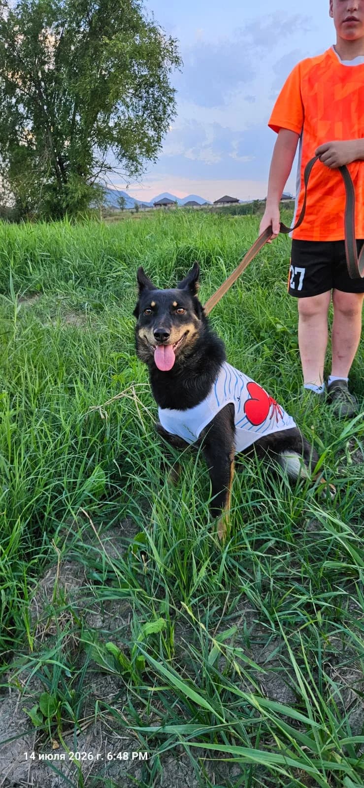 Berta, female Mixed Breed for adoption at Hundeherz Russland e.V.