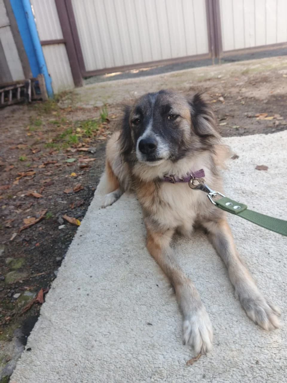 Gerda, female senior Mixed Breed for adoption at Hundeherz Russland e.V.