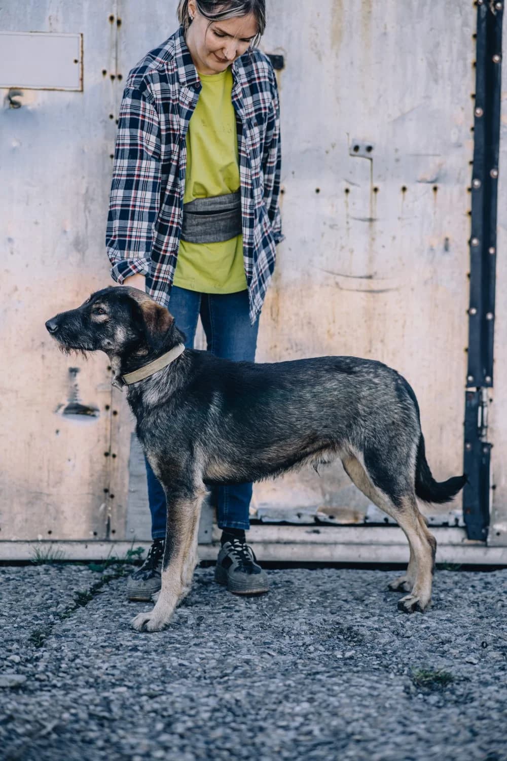 Jack 2, male senior Mixed Breed for adoption at Hundeherz Russland e.V.