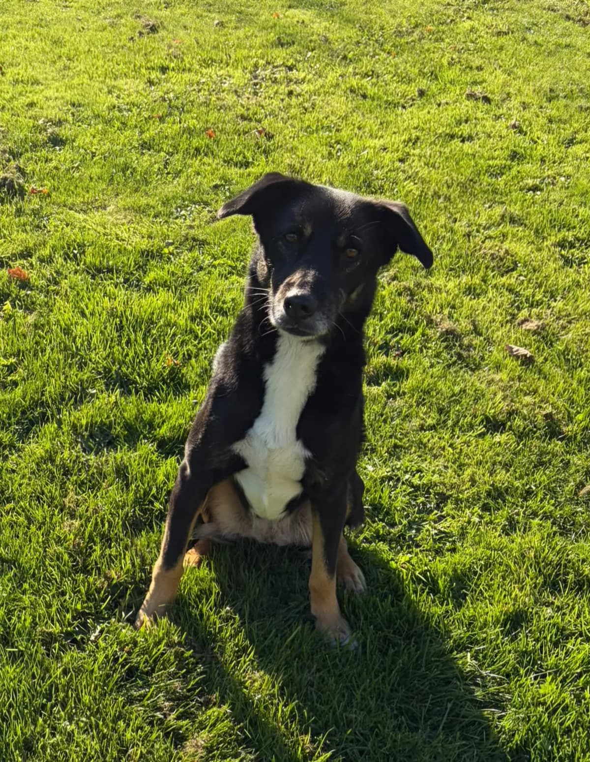 Laima 2, female senior Mixed Breed for adoption at Hundeherz Russland e.V.