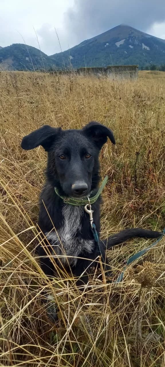 Nord, female Mixed Breed for adoption at Hundeherz Russland e.V.