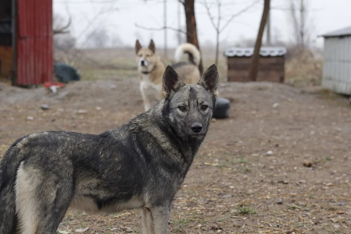 Romaschka, female Mixed Breed for adoption at Hundeherz Russland e.V.