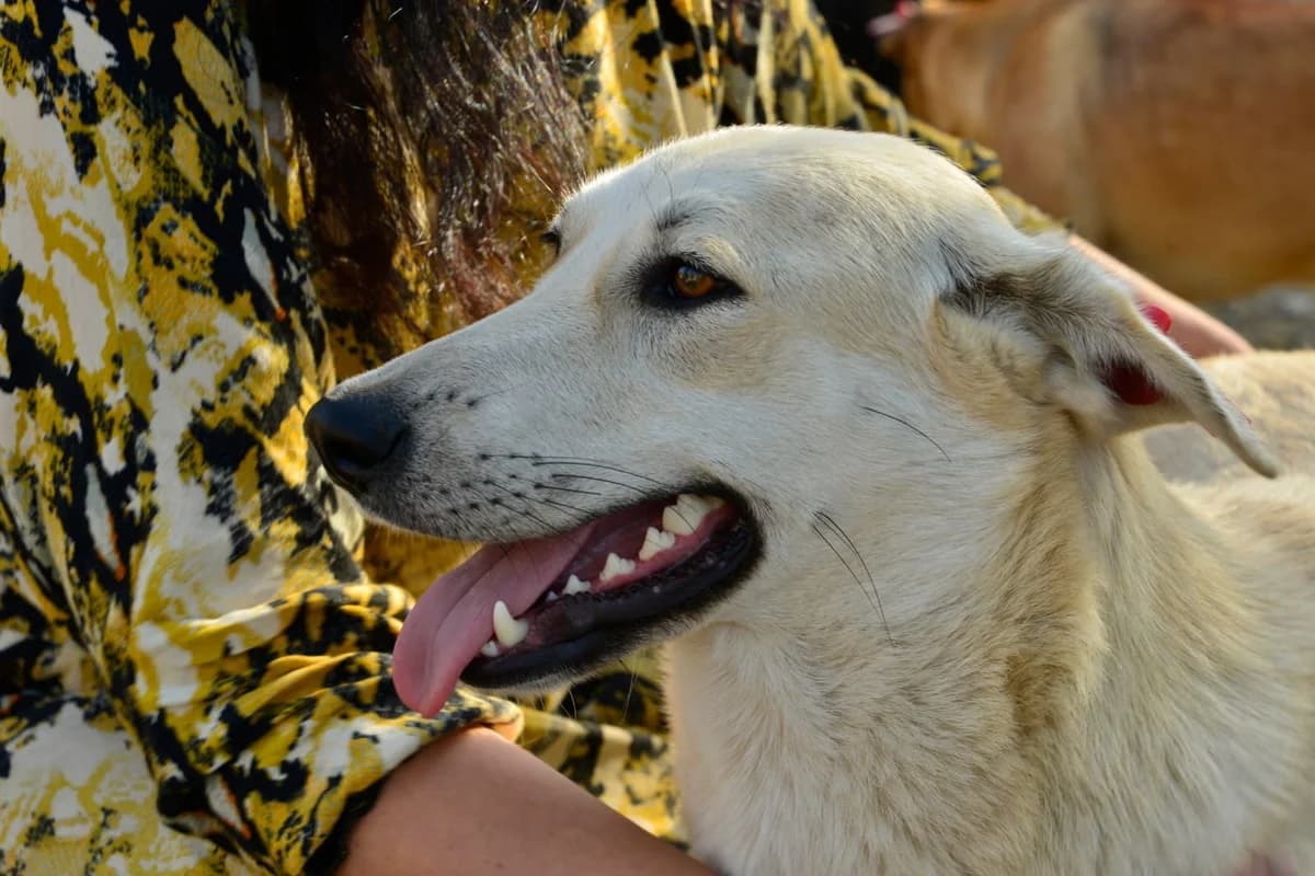 Sneshka, female Mixed Breed for adoption at Hundeherz Russland e.V.