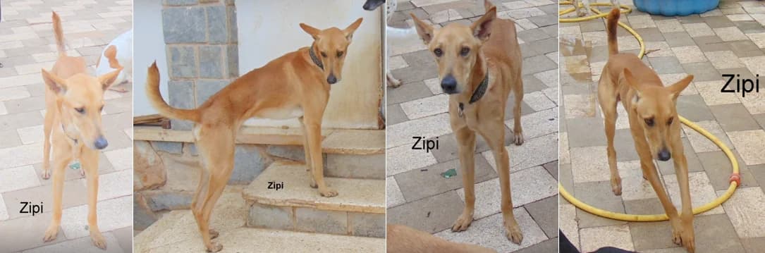Duque, male 5yo Mixed Breed for adoption at Hundehilfe Deutschland e.V., Pohlheim