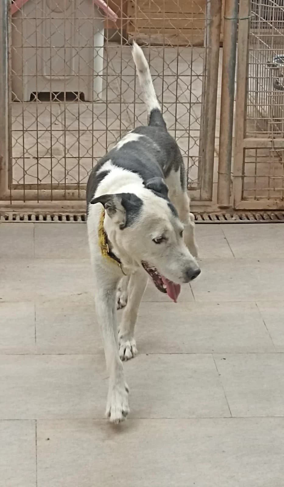 Coco, male young Pointer for adoption at Hundehilfe Deutschland e.V., Pohlheim